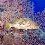 White Lined Grouper