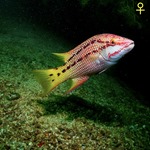 Mexican Hogfish