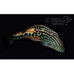 Peacock Leopard Wrasse