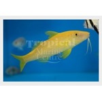 Yellow Goatfish