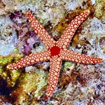 Pearl Starfish