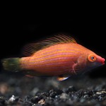 Pinstripe Lined Wrasse