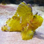 Leaf Scorpionfish