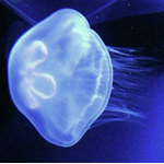 Moon Jellyfish