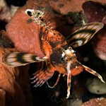 Fu Manchu Lionfish