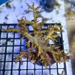 Golden Bush Coral