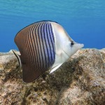 White Face Butterflyfish