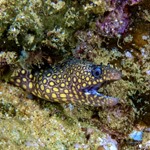 Jewel Moray Eel