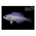 Creole Wrasse