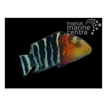 Red Breast Maori Wrasse