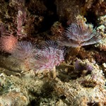 Pink Feather Worm