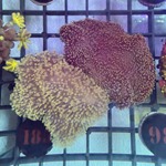 Yellow Toadstool