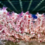 Pink Berry Gorgonia