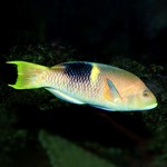 Gold Spot Hogfish