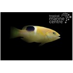 Gold Spot Hogfish