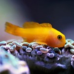 Yellow Clown Goby