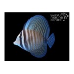 Indian Sailfin Tang