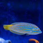 Lennardi Tamarin Wrasse