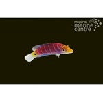 Mystery Lined Wrasse