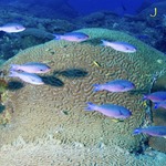 Creole Wrasse