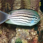 Watanabe's Lyretail Angel Fish