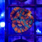 Acan Frags