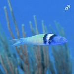 Bluehead Banana Wrasse