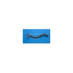 Pink Feather Worm