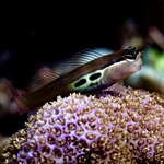 Two Spot Blenny