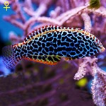 Blackspotted Leopard Wrasse