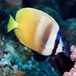 Sunburst Butterflyfish