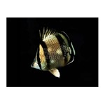 Bandit Butterflyfish