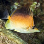 Caribbean Longnose Butterflyfish