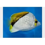 Marquesan Butterflyfish