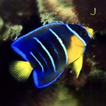 Blue Queen Angel Fish