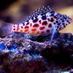 Spotted Hawkfish