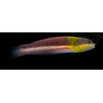 Paddlefin Banana Wrasse