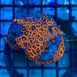 Flaming Sun Zoa Colony