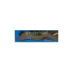 Leopard Moray Eel