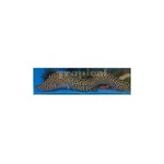 Leopard Moray Eel