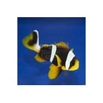 Allard's Clarkii Clownfish