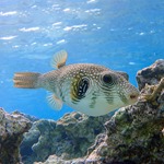Stars and Stripes Dogface Puffer