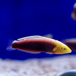 Multicolour Wrasse