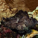 Leaf Scorpionfish