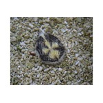 Mouse Urchin