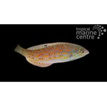 Timor Wrasse