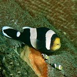 Saddleback Clownfish