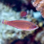 Eightline Flasher Wrasse