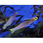 Lilac Firefish
