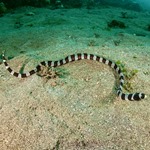 Banded Snake Eel